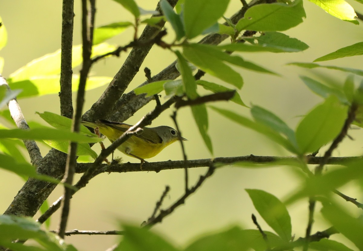 Nashville Warbler - ML620292624