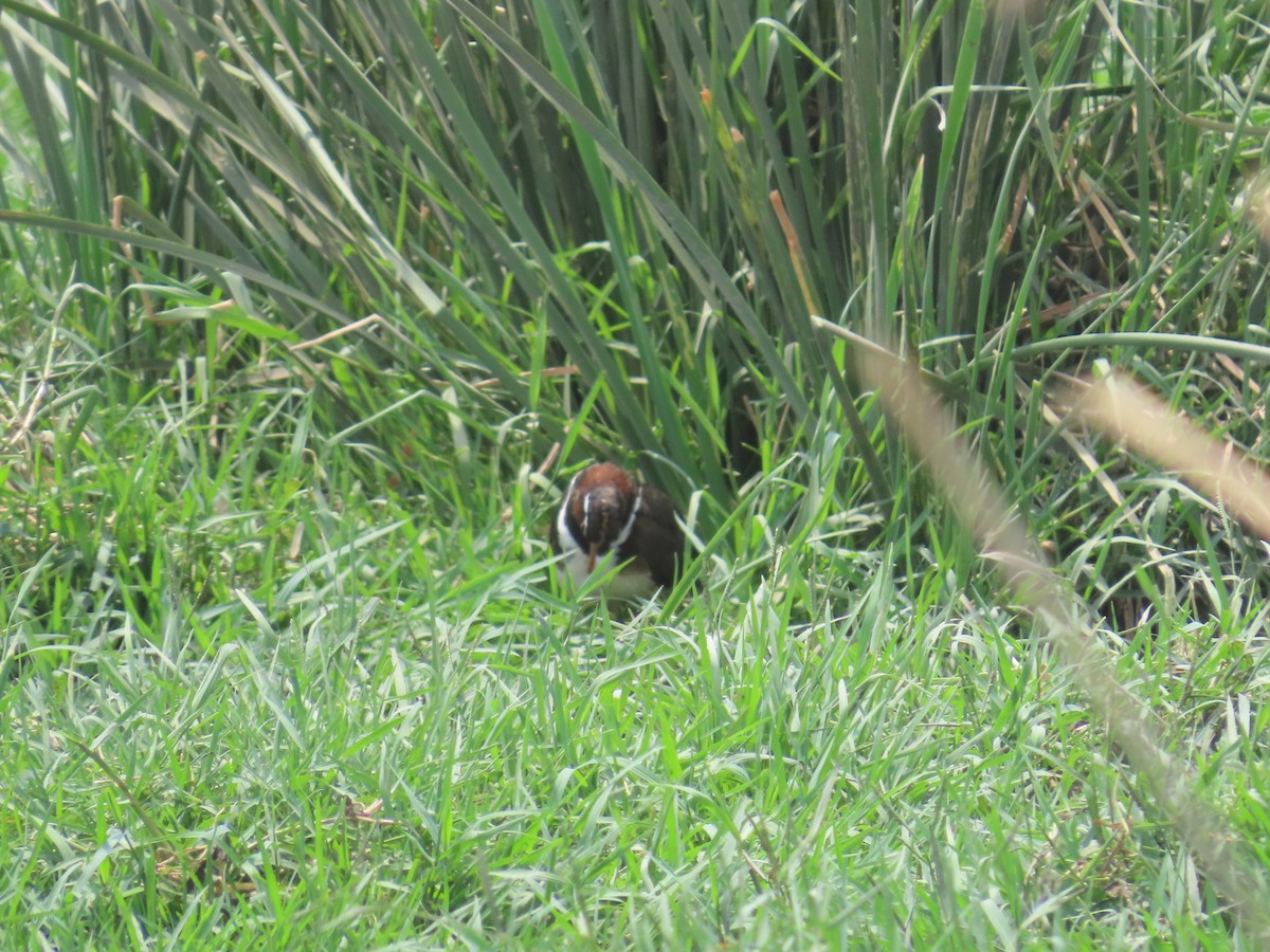 Greater Painted-Snipe - ML620292626