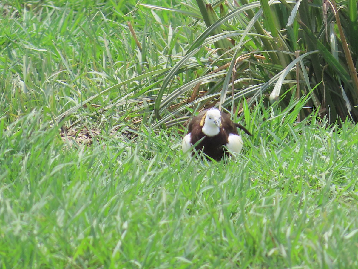 Pheasant-tailed Jacana - ML620292631