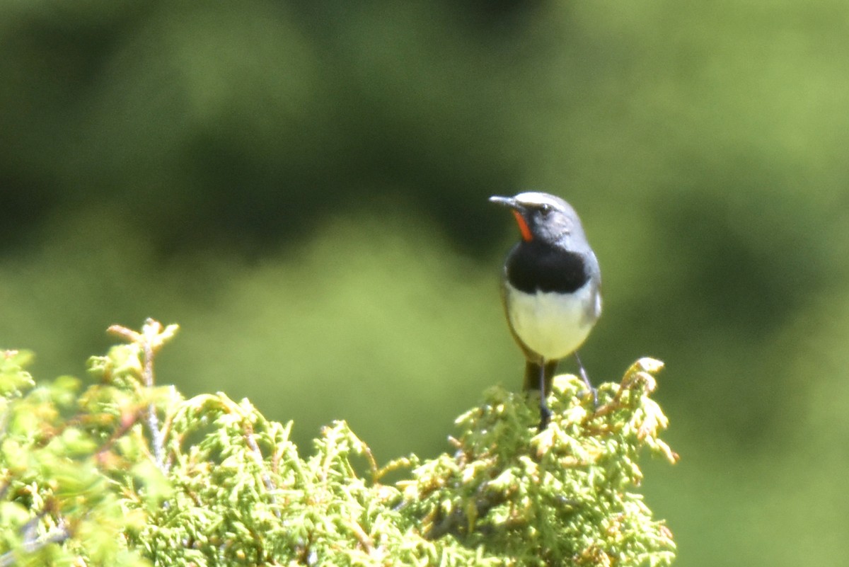 Himalayan Rubythroat - ML620292632