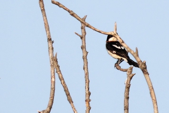 Woodchat Shrike - ML620292640