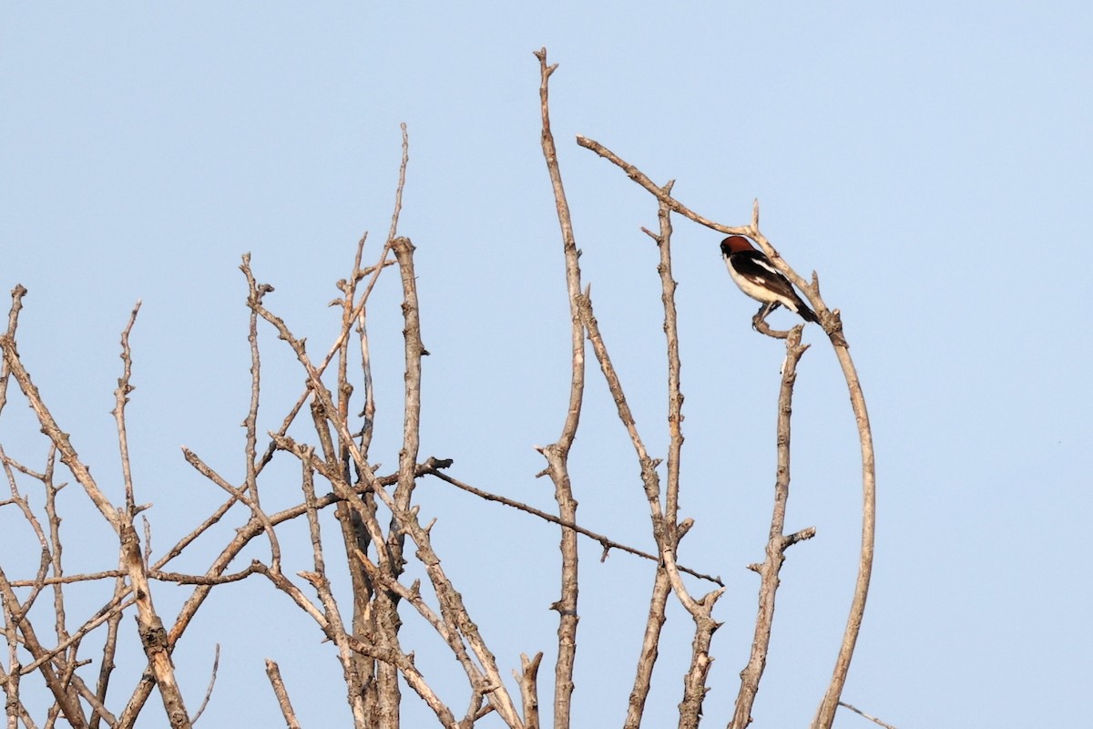 Woodchat Shrike - ML620292642