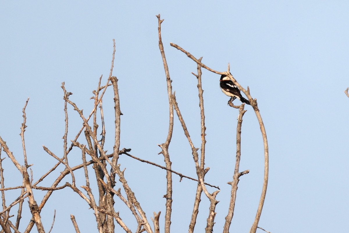 Woodchat Shrike - ML620292643