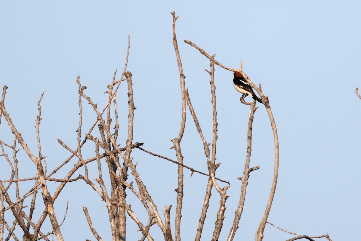 Woodchat Shrike - ML620292644