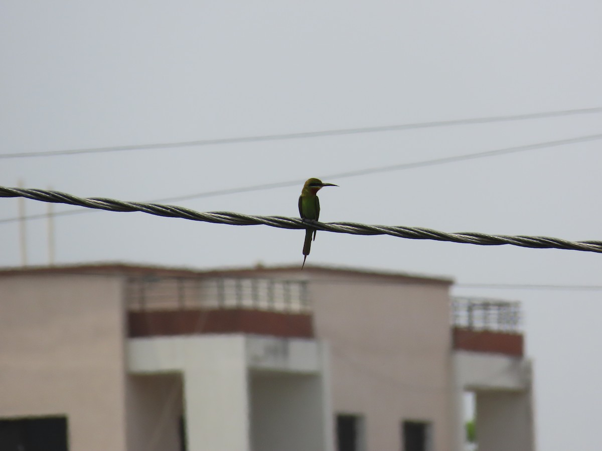 Blue-tailed Bee-eater - ML620292646