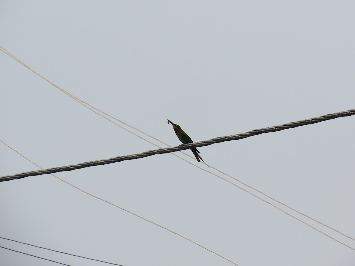 Blue-tailed Bee-eater - ML620292648