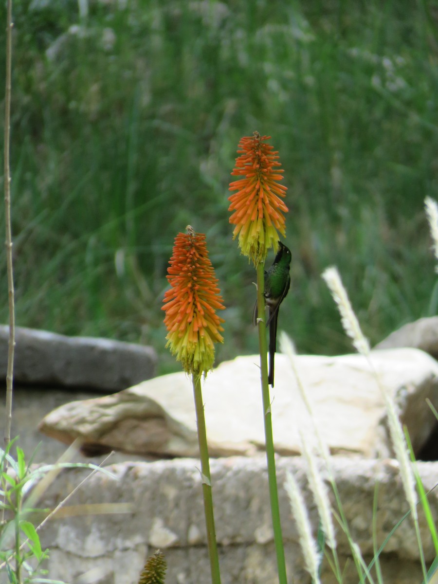 Red-tailed Comet - ML620292650