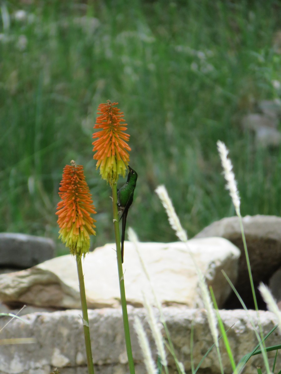 Red-tailed Comet - ML620292653