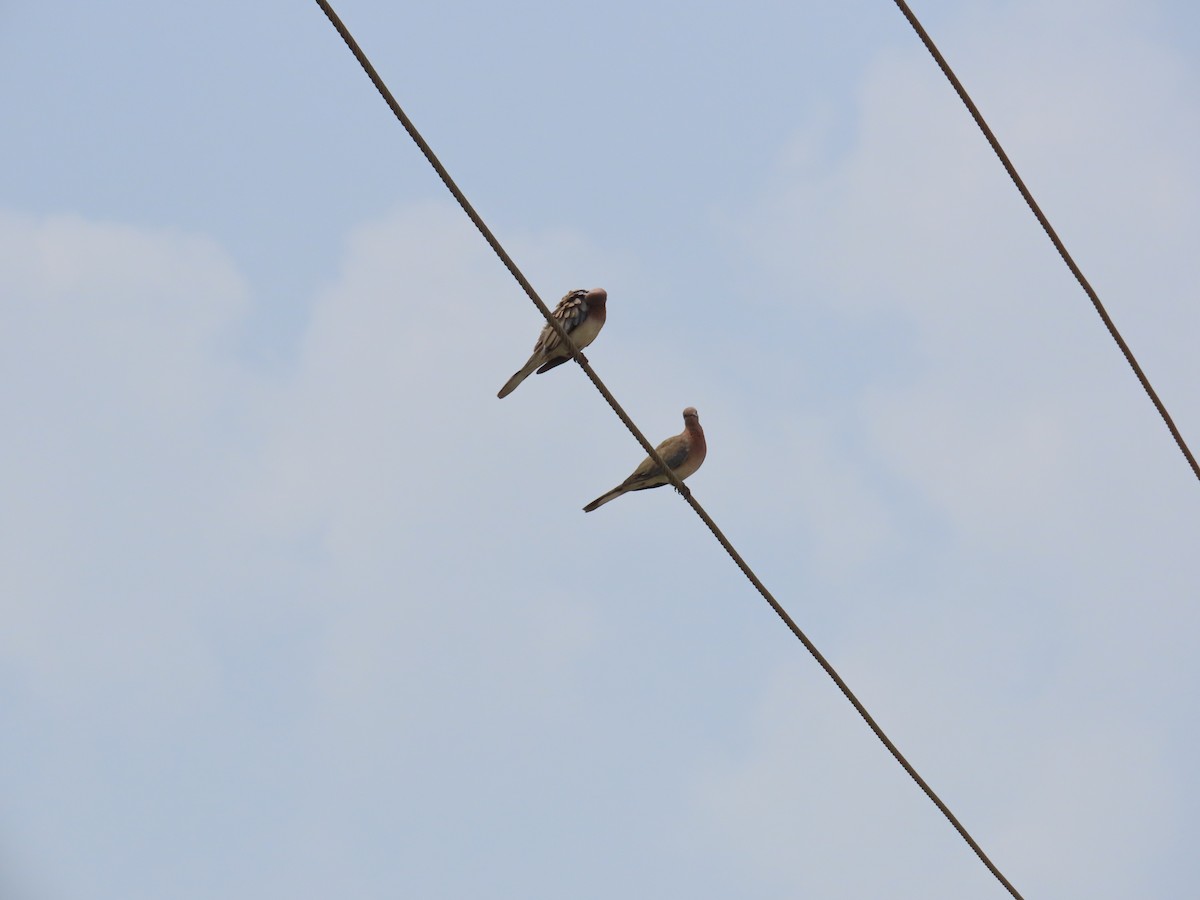 Laughing Dove - ML620292654