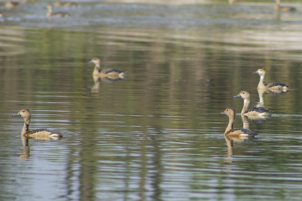 Dendrocygne siffleur - ML620292655