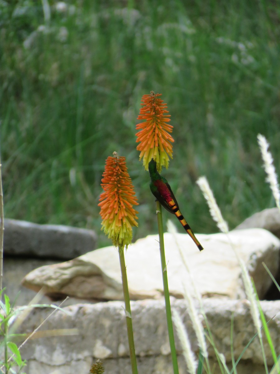 Red-tailed Comet - ML620292656