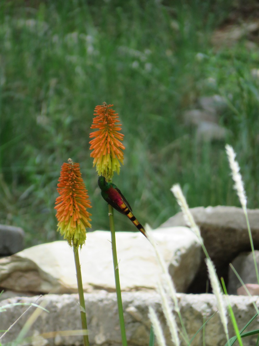 Red-tailed Comet - ML620292657