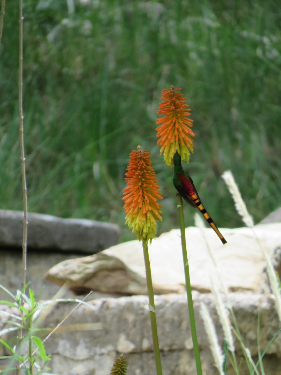 Red-tailed Comet - ML620292658