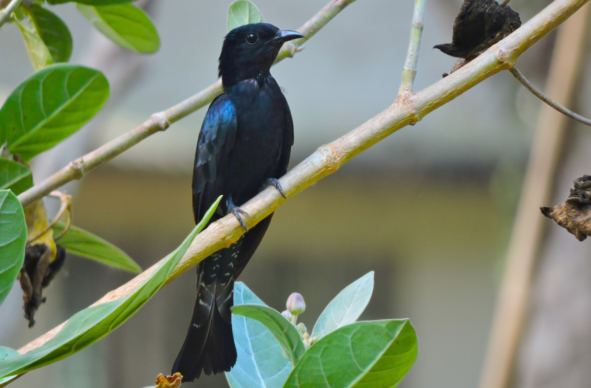 Square-tailed Drongo-Cuckoo - ML620292665
