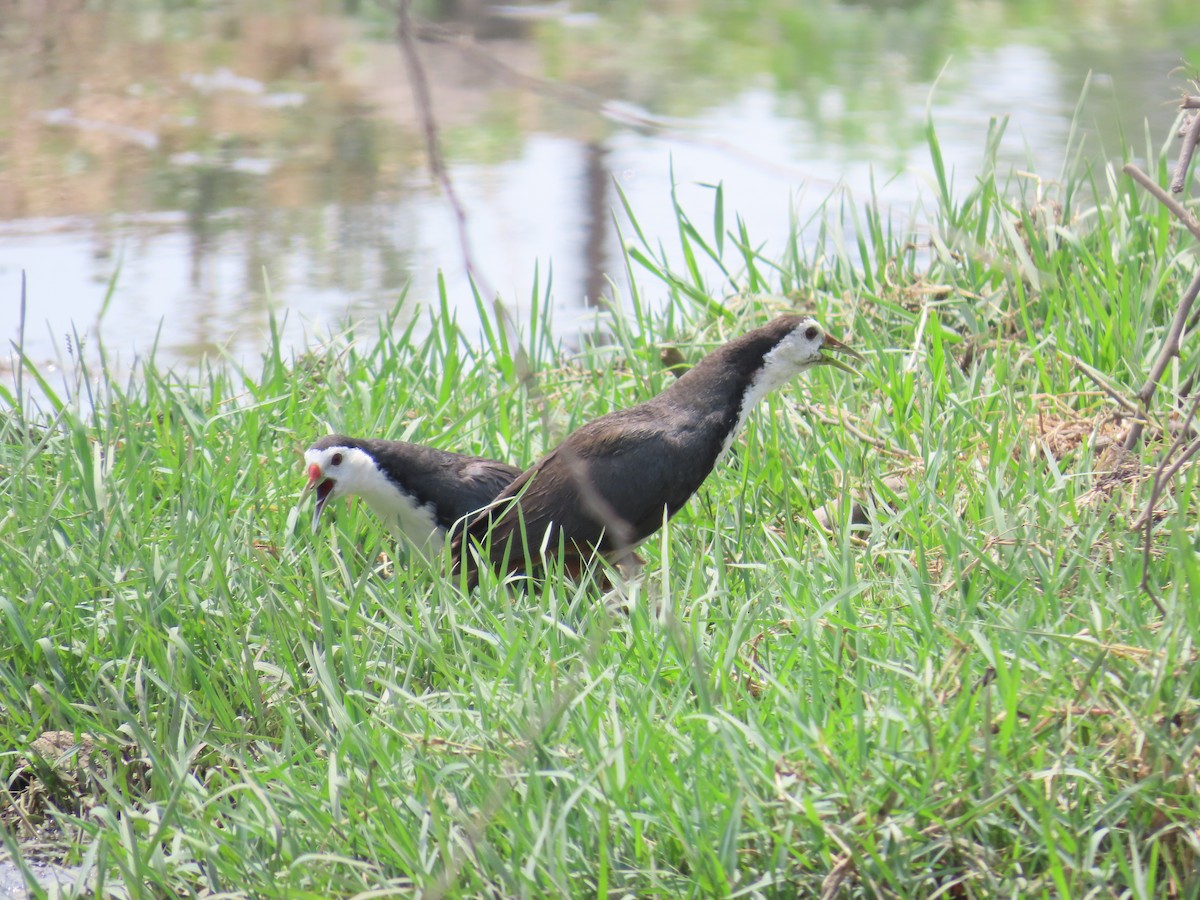 White-breasted Waterhen - ML620292666