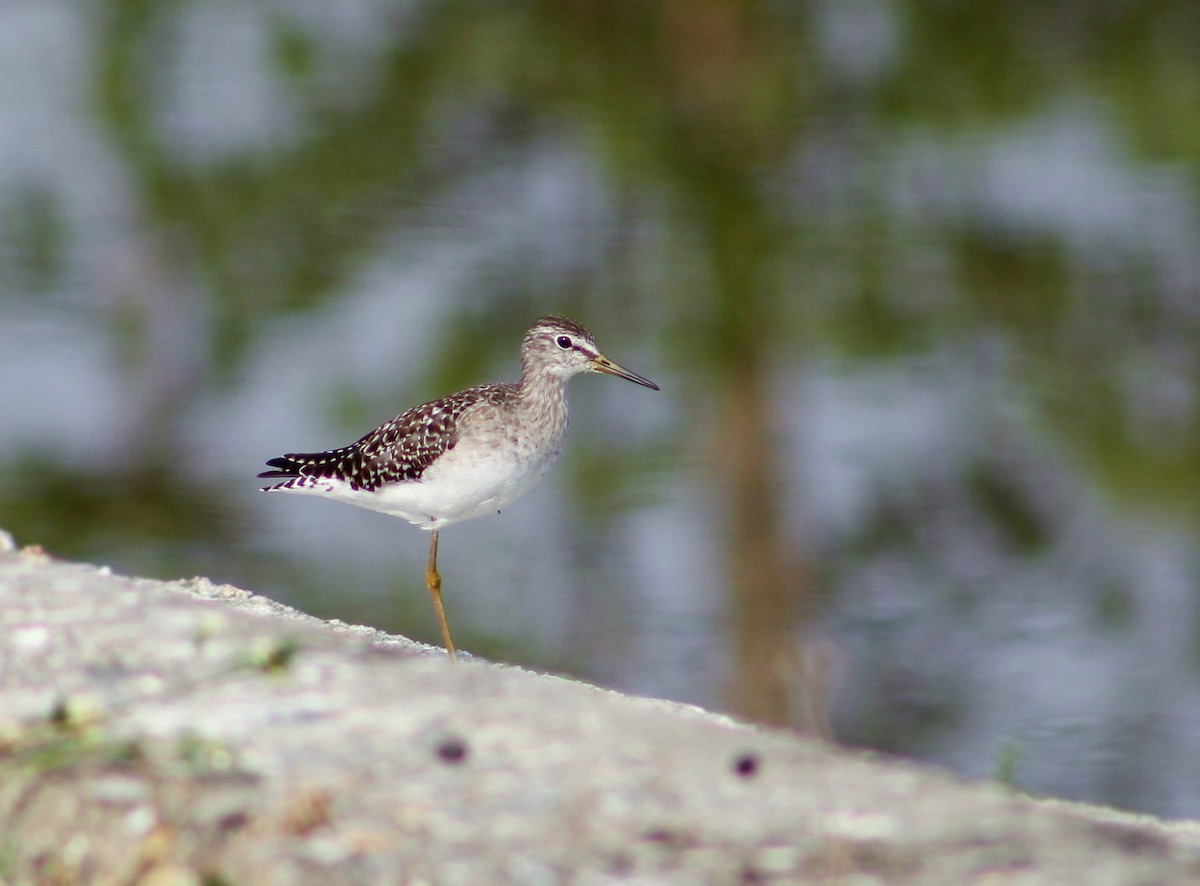 Wood Sandpiper - ML620292667