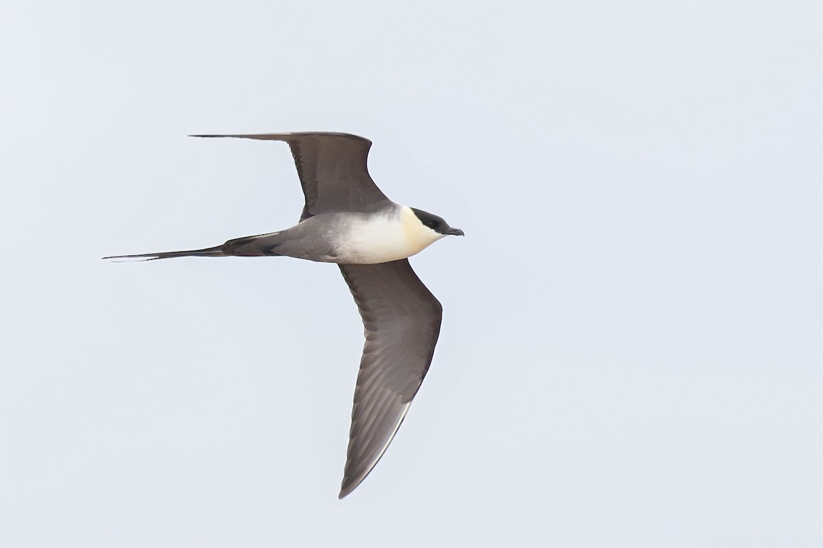 Long-tailed Jaeger - ML620292670