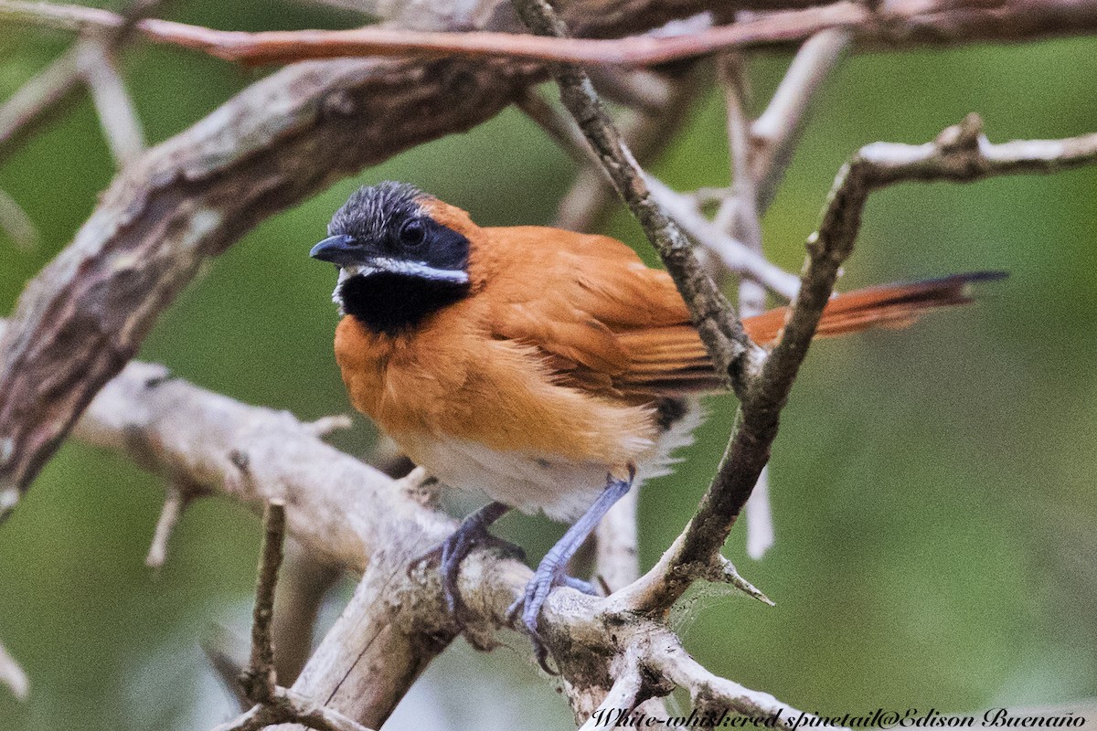 White-whiskered Spinetail - ML620292672