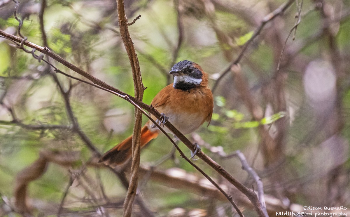 White-whiskered Spinetail - ML620292673