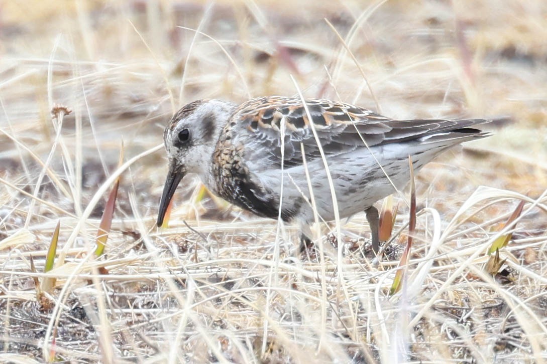 Rock Sandpiper - ML620292675