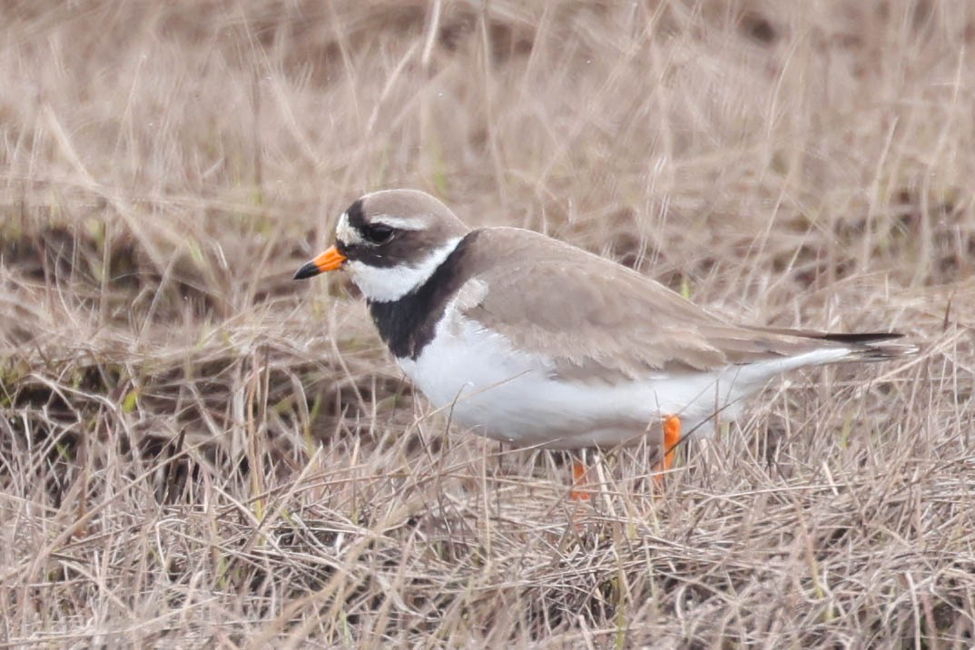 Common Ringed Plover - ML620292679
