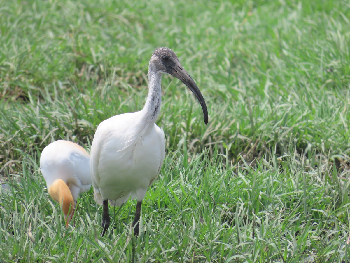 Black-headed Ibis - ML620292681