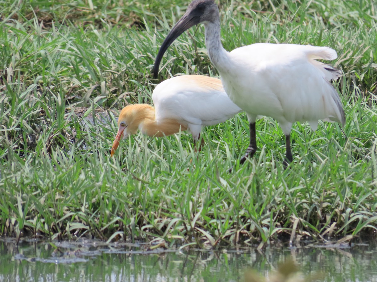 Black-headed Ibis - ML620292682