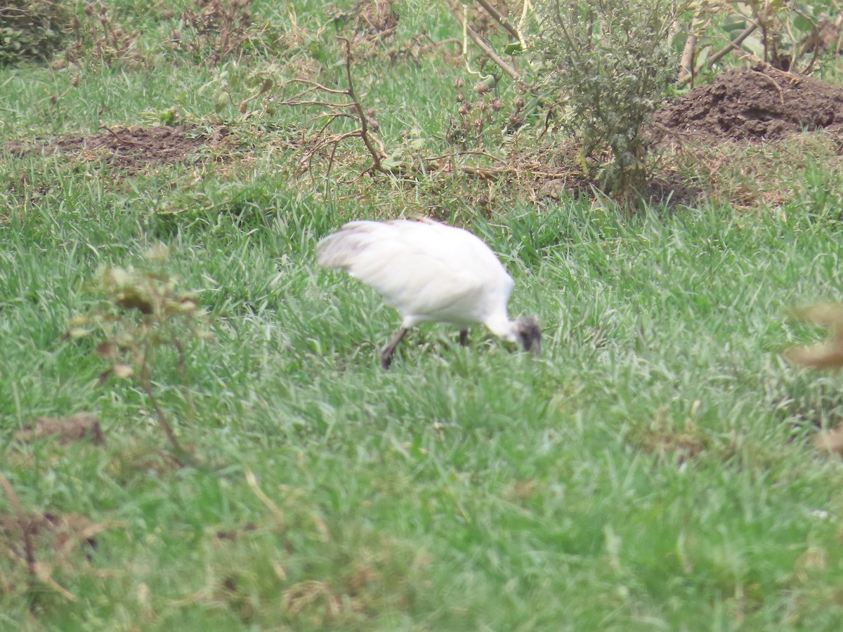 Black-headed Ibis - ML620292685