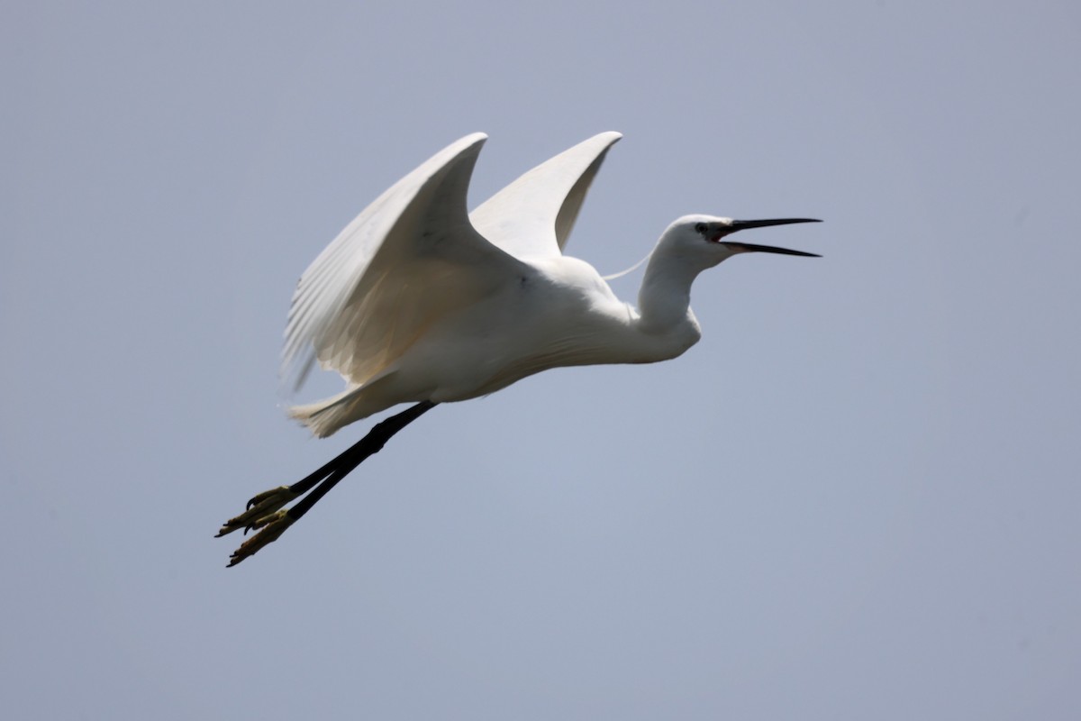 Little Egret - ML620292686