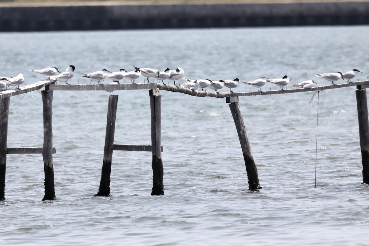 Sandwich Tern - ML620292689