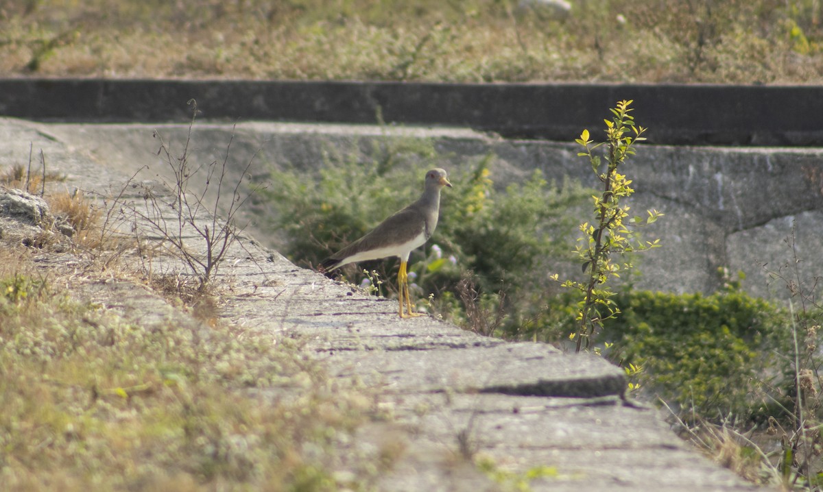 Gray-headed Lapwing - ML620292691