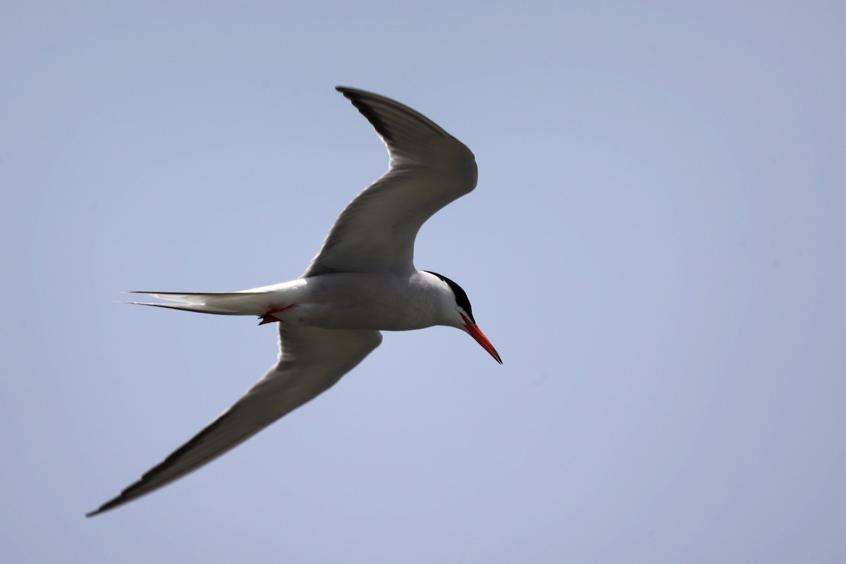 Common Tern - ML620292692