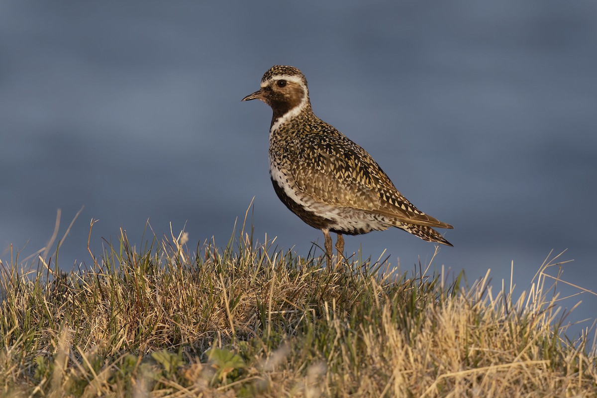 Chorlito Dorado Europeo - ML620292693