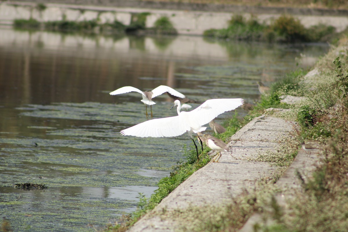 Great Egret - ML620292699