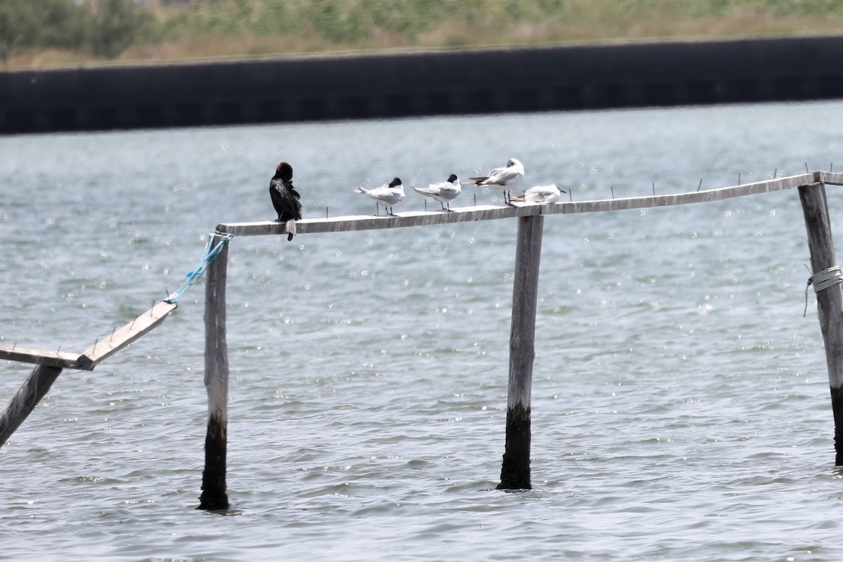 Mouette rieuse - ML620292702