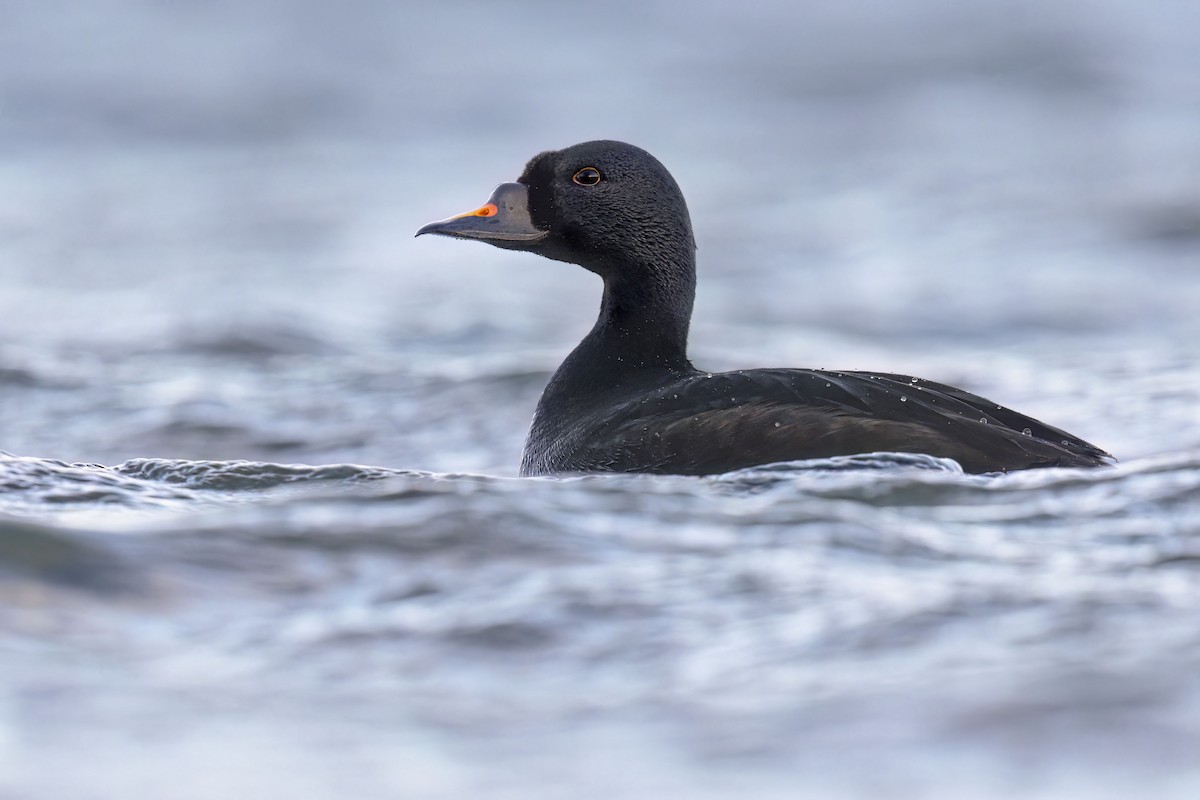 Common Scoter - ML620292703