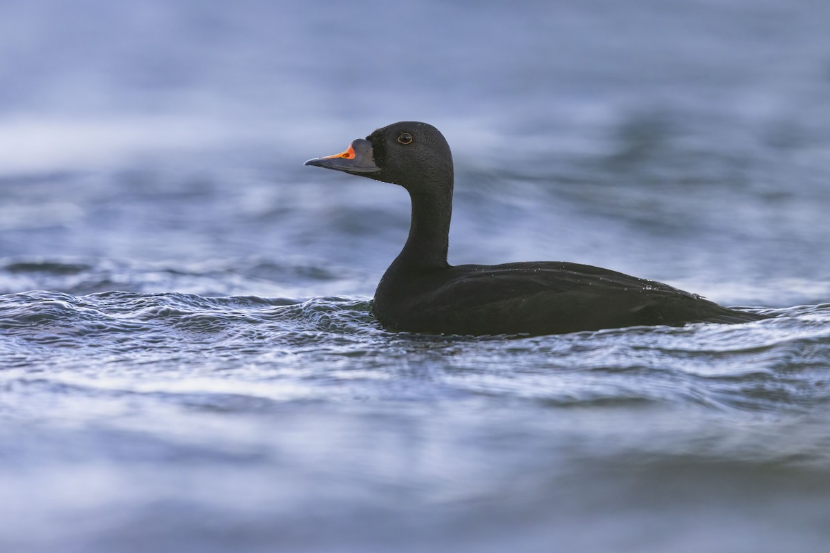 Common Scoter - ML620292704