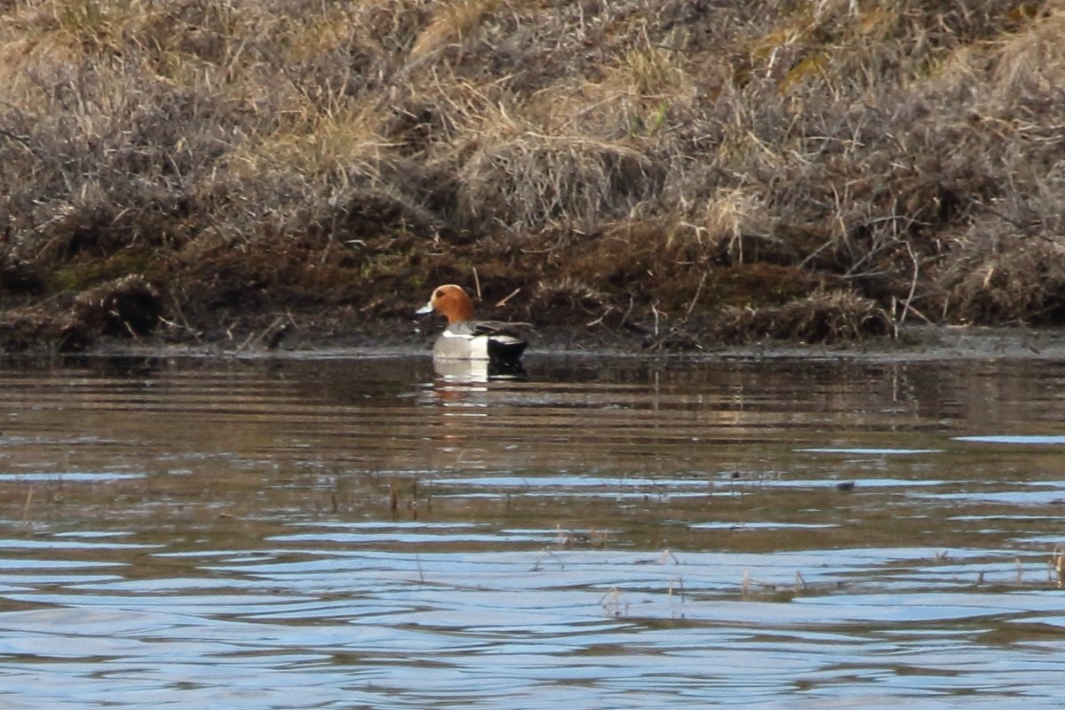 Eurasian Wigeon - ML620292708