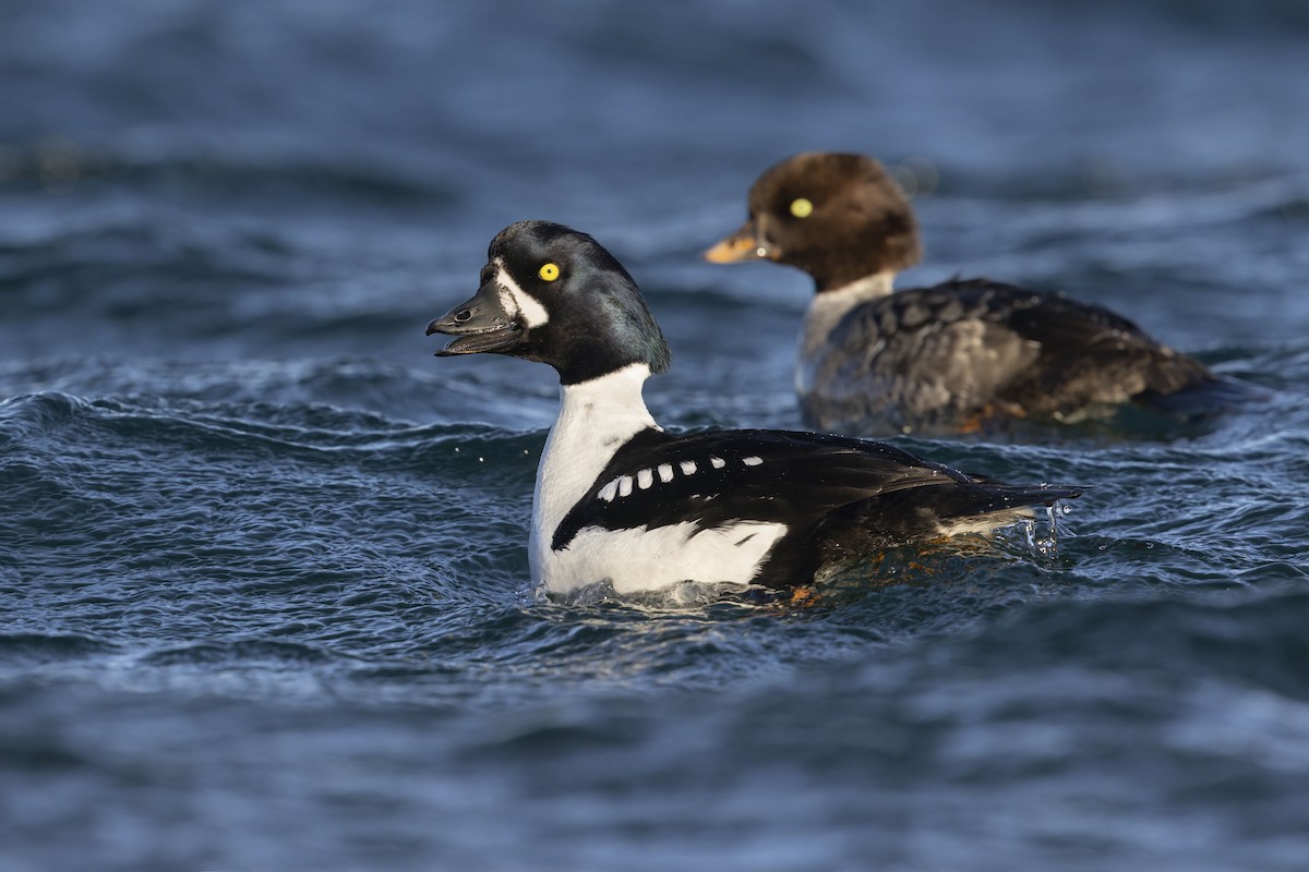 Barrow's Goldeneye - ML620292710