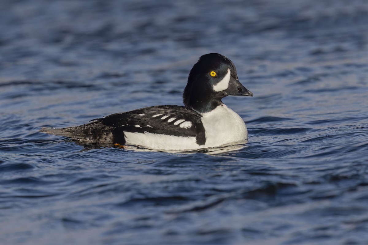 Barrow's Goldeneye - ML620292711