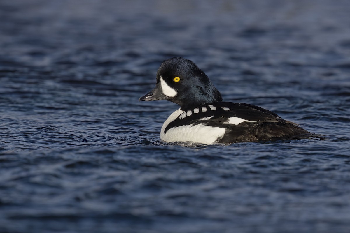 Barrow's Goldeneye - Marco Valentini