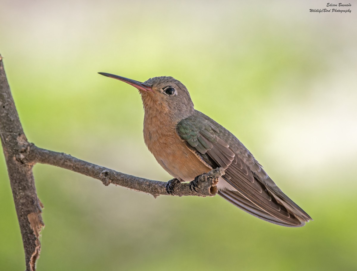 Zimtbrustkolibri - ML620292714