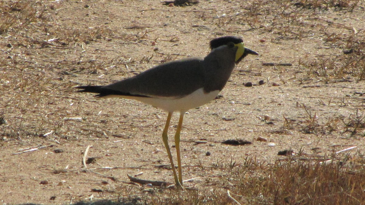 Yellow-wattled Lapwing - ML620292715