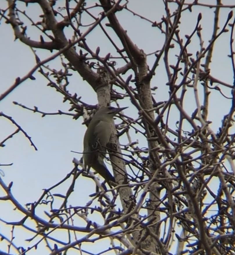 Gray-headed Woodpecker - ML620292716