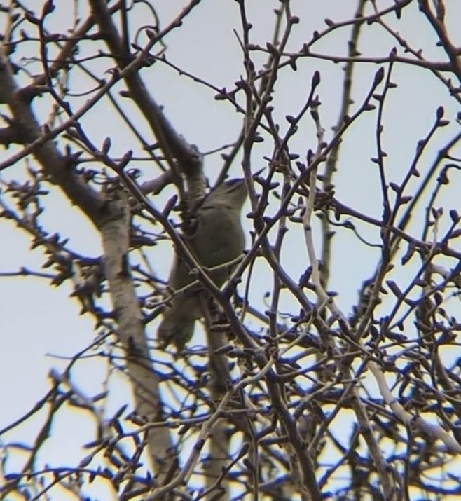 Gray-headed Woodpecker - ML620292717