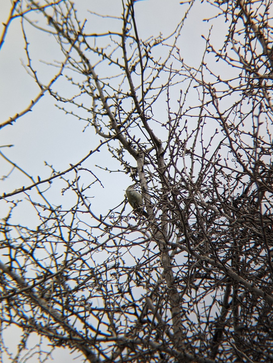 Gray-headed Woodpecker - ML620292718