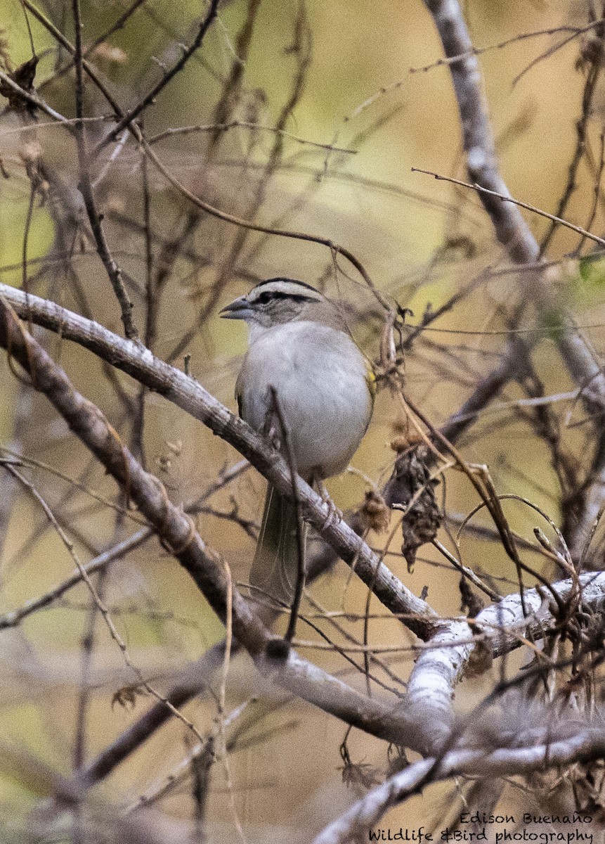 Tocuyo Sparrow - ML620292719