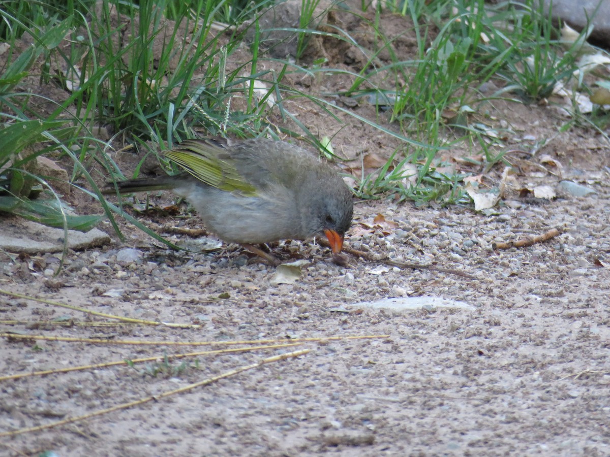 Great Pampa-Finch (Western) - ML620292720