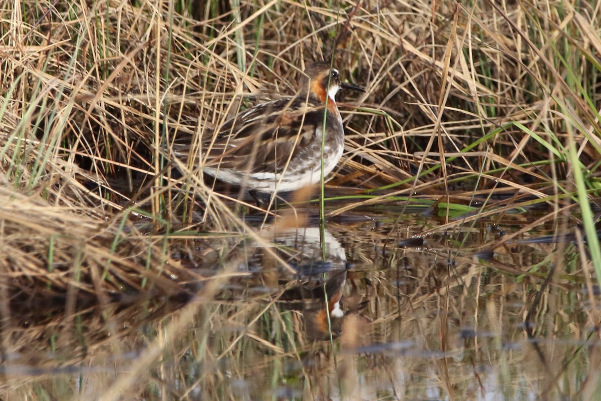 Red-necked Phalarope - ML620292726