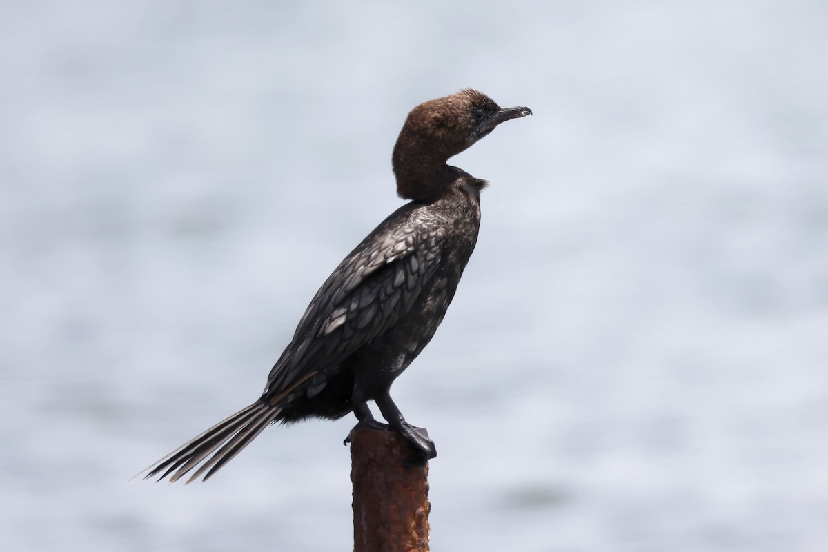 Pygmy Cormorant - ML620292728